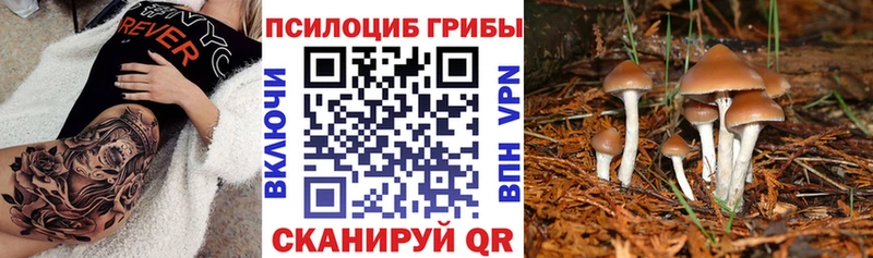 где можно купить наркотик  Клин  Псилоцибиновые грибы MAGIC MUSHROOMS 
